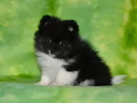 AKC Pepe, a male Pomeranian for sale in Lamar, MO – Photo 1 of 3