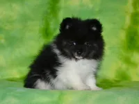 AKC Pepe, a male Pomeranian for sale in Lamar, MO – Photo 2 of 3