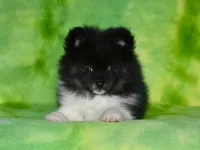 AKC Pepe, a male Pomeranian for sale in Lamar, MO – Photo 3 of 3