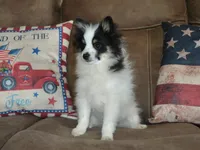AKC Benny, a male Pomeranian for sale in Lamar, MO – 2 of 6