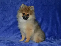 AKC Dylan, a male Pomeranian for sale in Lamar, MO – 3 of 4