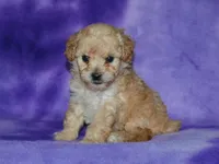 AKC Daisy, a female Poodle - Toy  for sale in Lamar, MO – 2 of 3