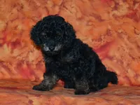 AKC Rhett, a male Poodle - Toy  for sale in Lamar, MO – 2 of 3