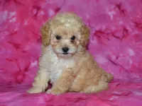 AKC Daisy, a female Poodle - Toy  for sale in Lamar, MO – 4 of 5