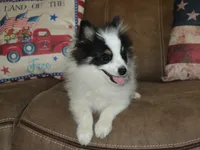 AKC Benny, a male Pomeranian for sale in Lamar, MO – 4 of 6