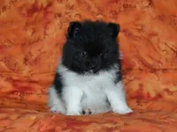 AKC Willie, a male Pomeranian for sale in Lamar, MO – 2 of 3