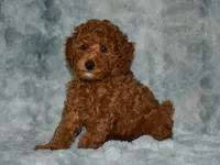AKC Nash, a male Poodle - Miniature  for sale in Lamar, MO – 2 of 3