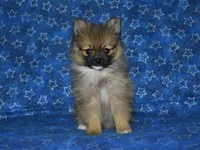 AKC Andy, a female Pomeranian for sale in Lamar, MO – 3 of 8