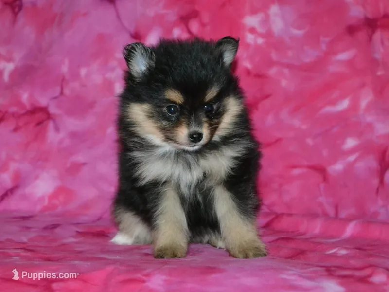 AKC Marley – Pomeranian puppy for sale in Lamar, MO