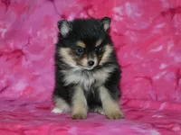 AKC Marley, a female Pomeranian for sale in Lamar, MO – Photo 1 of 3