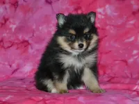 AKC Marley, a female Pomeranian for sale in Lamar, MO – Photo 3 of 3