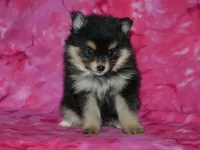 AKC Marley, a female Pomeranian for sale in Lamar, MO – Photo 2 of 3