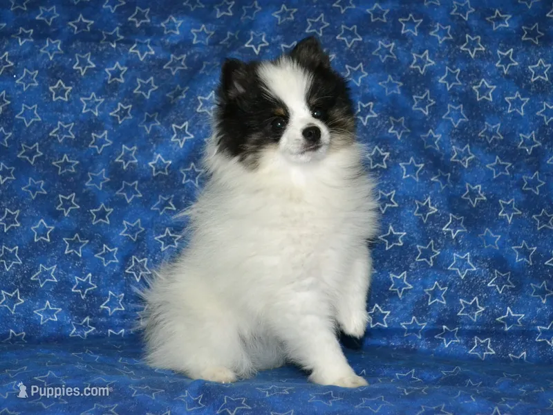 AKC Benny – Pomeranian puppy for sale in Lamar, MO