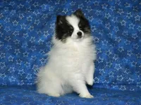 AKC Benny, a male Pomeranian for sale in Lamar, MO – 1 of 4