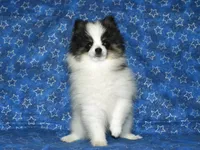 AKC Benny, a male Pomeranian for sale in Lamar, MO – 4 of 4