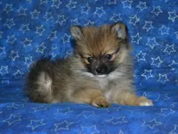 AKC Andy, a female Pomeranian for sale in Lamar, MO – 8 of 8