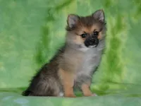 AKC Andy, a male Pomeranian for sale in Lamar, MO – 3 of 4