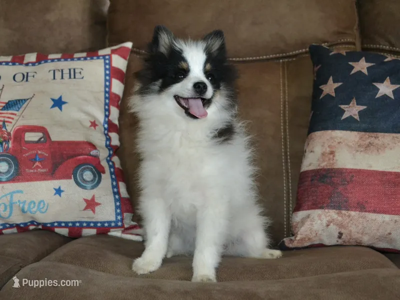 AKC Benny – Pomeranian puppy for sale in Lamar, MO
