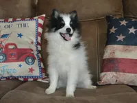 AKC Benny, a male Pomeranian for sale in Lamar, MO – 1 of 6