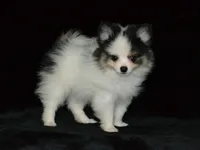 AKC Jasper, a male Pomeranian for sale in Lamar, MO – 5 of 5
