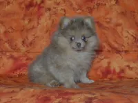 AKC Ziggy, a male Pomeranian for sale in Lamar, MO – 3 of 4