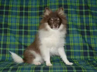 AKC Cooper, a male Pomeranian for sale in Lamar, MO – 4 of 4