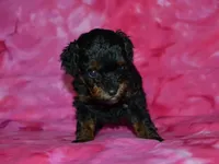 AKC Allie, a female Poodle - Toy  for sale in Lamar, MO – 3 of 3