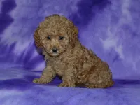 AKC Margo, a female Poodle - Miniature  for sale in Lamar, MO – 3 of 3