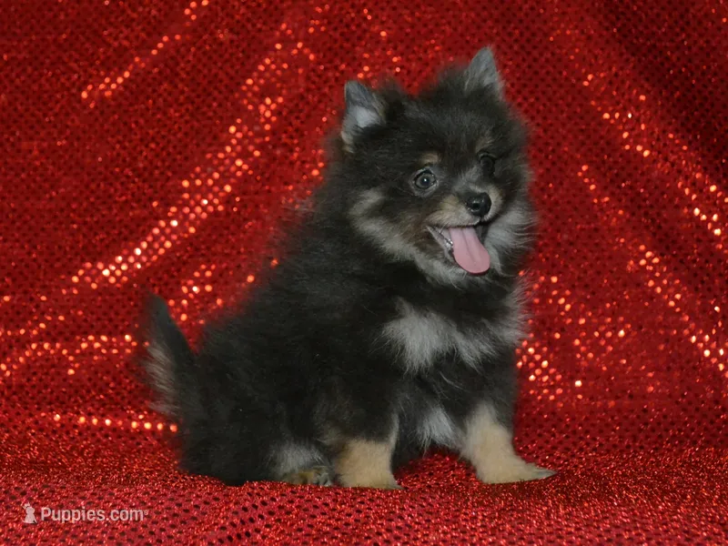 AKC Ozzy – Pomeranian puppy for sale in Lamar, MO