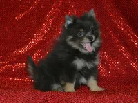 AKC Ozzy, a male Pomeranian for sale in Lamar, MO – 1 of 4