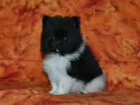 AKC Willie, a male Pomeranian for sale in Lamar, MO – 1 of 3