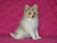 AKC Cami, a female Pomeranian for sale in Lamar, MO – 1 of 5