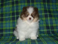 AKC Remy, a male Pomeranian for sale in Lamar, MO – 2 of 4