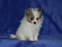 AKC Riley, a male Pomeranian for sale in Lamar, MO – 3 of 3