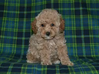 AKC Tyson, a female Poodle - Miniature  for sale in Lamar, MO – 2 of 3