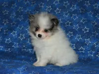AKC Riley, a male Pomeranian for sale in Lamar, MO – 1 of 3