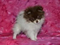 AKC Coco, a female Pomeranian for sale in Lamar, MO – 3 of 5