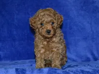 AKC Arlo, a male Poodle - Toy  for sale in Lamar, MO – Photo 3 of 4