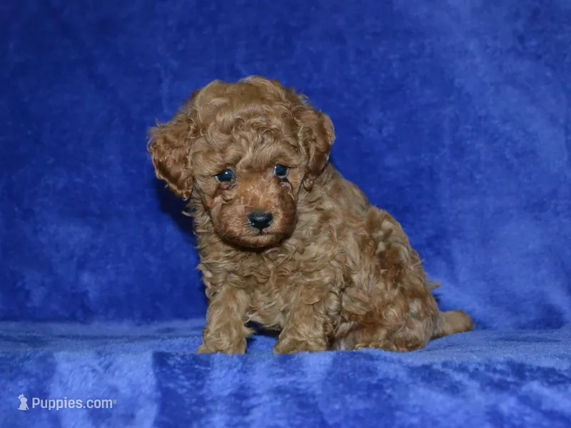 AKC Arlo – Poodle - Toy  puppy for sale in Lamar, MO
