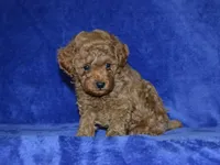 AKC Arlo, a male Poodle - Toy  for sale in Lamar, MO – Photo 1 of 4
