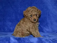 AKC Arlo, a male Poodle - Toy  for sale in Lamar, MO – Photo 2 of 4