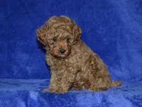 AKC Arlo, a male Poodle - Toy  for sale in Lamar, MO – Photo 4 of 4