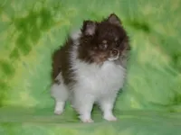 AKC Cooper, a male Pomeranian for sale in Lamar, MO – 5 of 7