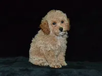 AKC Tyson, a female Poodle - Miniature  for sale in Lamar, MO – 3 of 3
