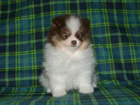 AKC Remy, a male Pomeranian for sale in Lamar, MO – 3 of 4