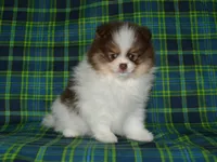 AKC Remy, a male Pomeranian for sale in Lamar, MO – 4 of 4