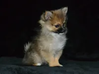 AKC Andy, a male Pomeranian for sale in Lamar, MO – 2 of 5