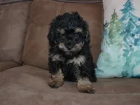 AKC Charlie, a male Poodle - Miniature  for sale in Lamar, MO – Photo 3 of 4