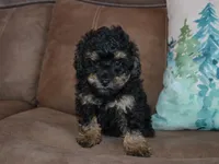 AKC Charlie, a male Poodle - Miniature  for sale in Lamar, MO – Photo 1 of 4