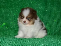 AKC Remy, a male Pomeranian for sale in Lamar, MO – Photo 2 of 3